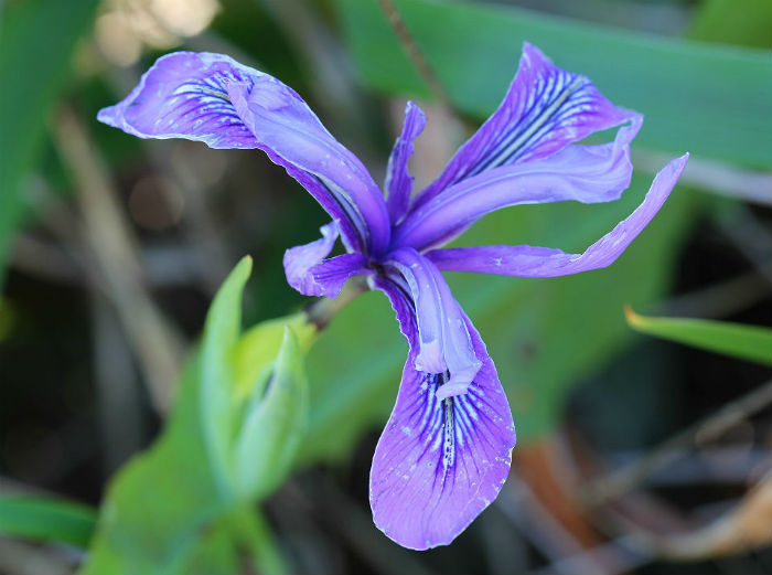 Douglas Iris